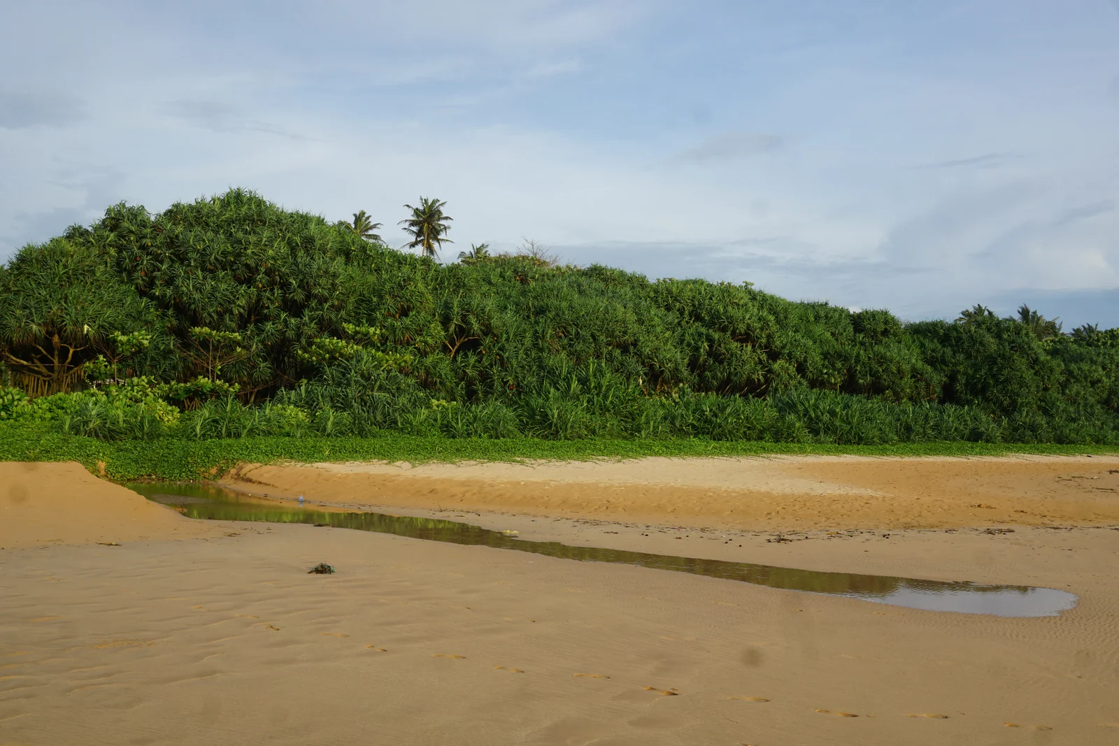 Sandy beach and dense coastal vegetation at Bentota, Sri Lanka