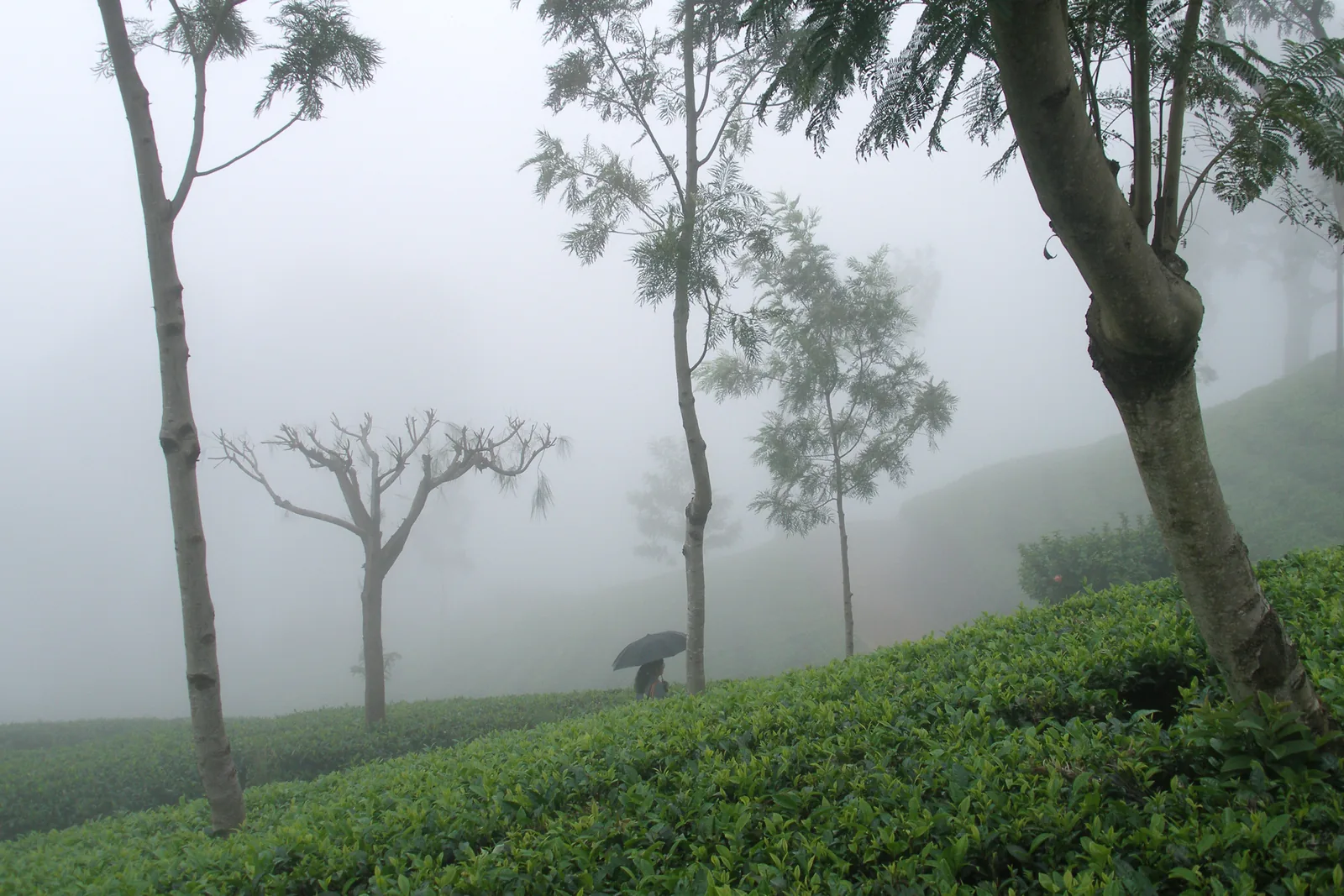 Green tea estates on the hills around Haputale, Sri Lanka.
