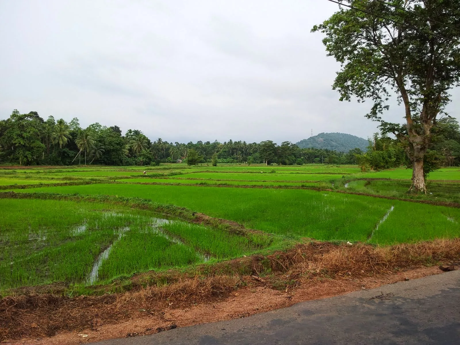 Green paddy fields in the Kurunegala area of Sri Lanka's North Western Province.