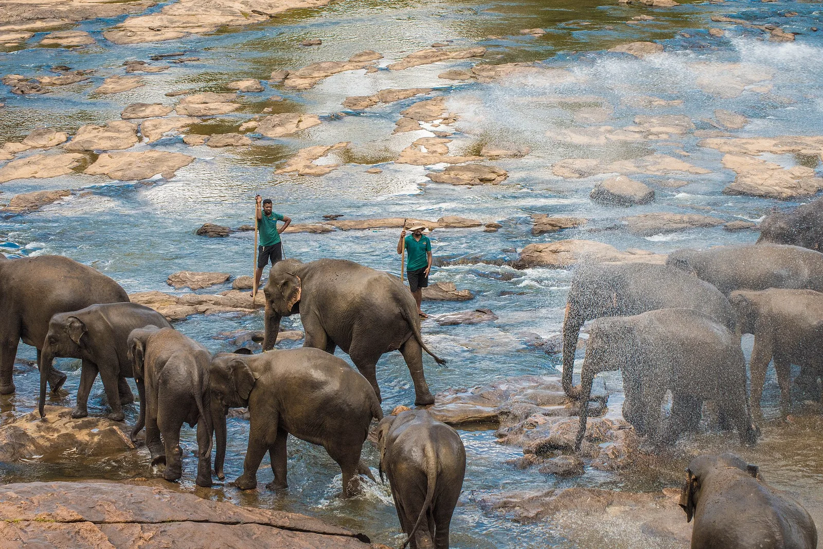 Elephants in the Maha Oya River at Pinnawala Elephant Orphanage, Sri Lanka.