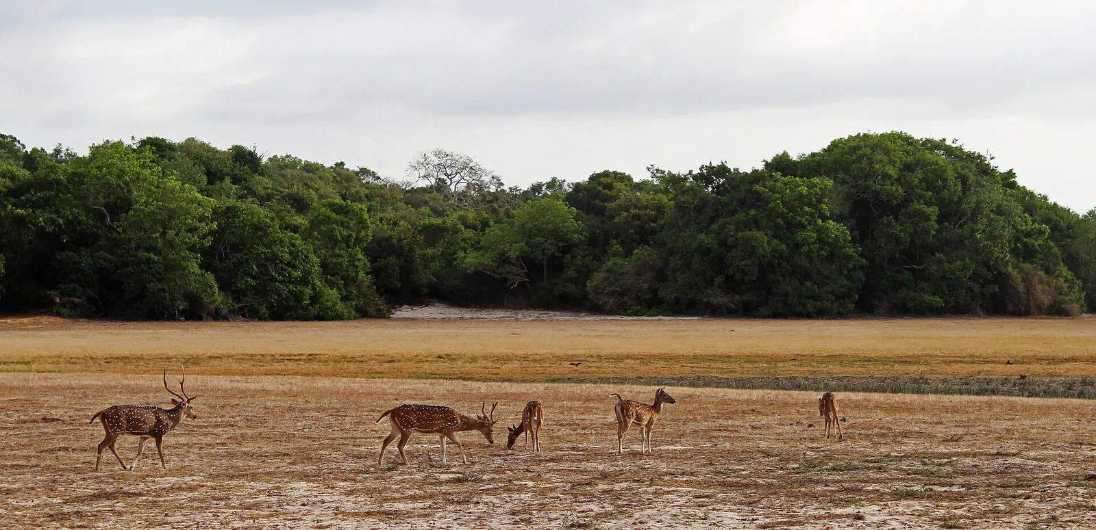 Chital deer grazing in the early morning in Wilpattu National Park, Sri Lanka.