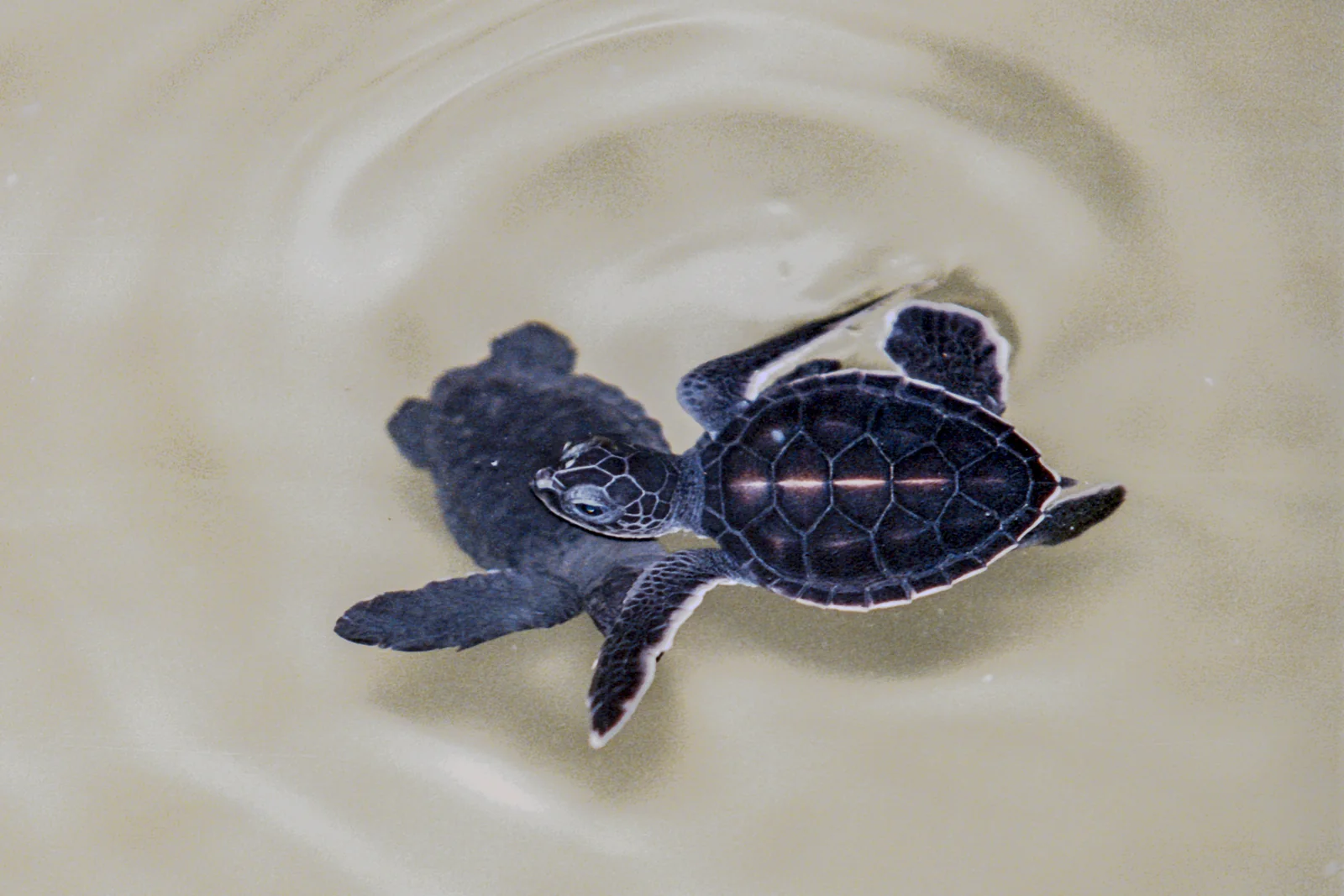 Young sea turtle swimming in shallow water at a hatchery in Kosgoda, Sri Lanka.