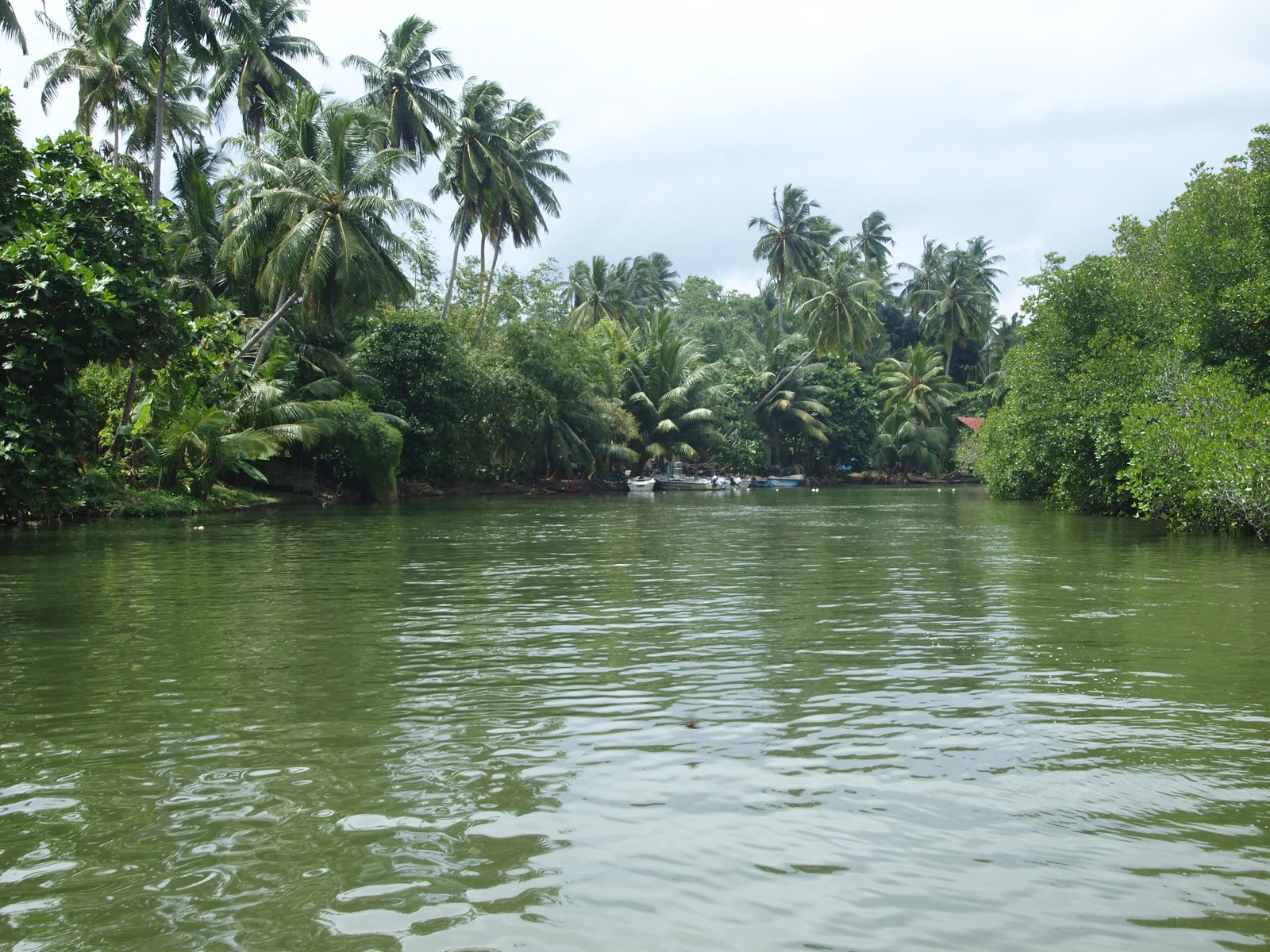 Mangroves at Madu Ganga, Sri Lanka