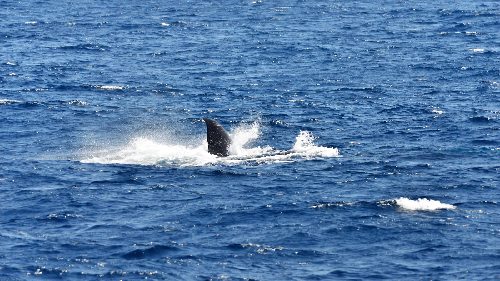 A whale tail rising from the blue sea off Mirissa, Sri Lanka