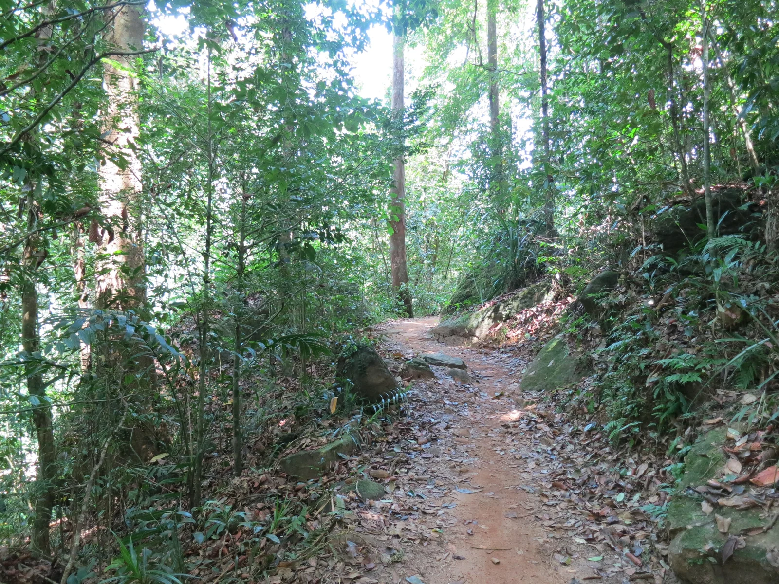 A trail through dense green rainforest vegetation in Sinharaja Forest Reserve, Sri Lanka