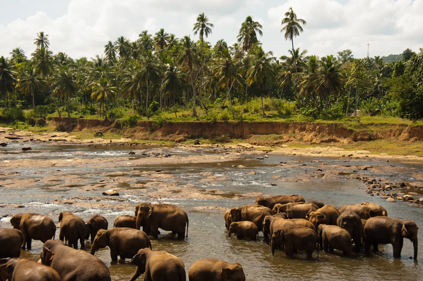 Wild elephants bathing at Udawalawe National Park, Sri Lanka