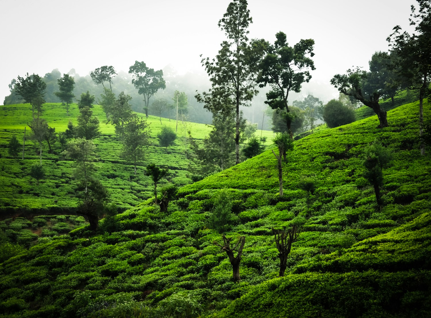 Green tea fields in Nuwara Eliya, Sri Lanka